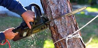 Professional Tree Services in Captains Cove, VA