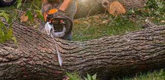 How Our Tree Care Process Works  in  Captains Cove, VA